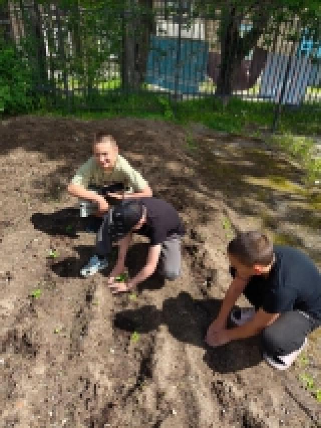 Klubnika.jpg